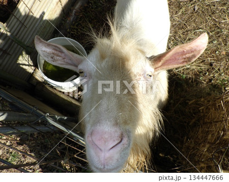 笑顔のかわいい笑うヤギ 134447666