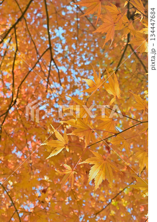 もみじの葉と秋から冬への気配 134447684