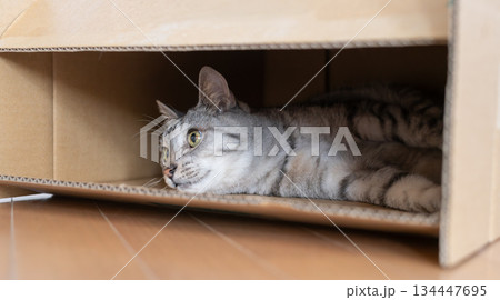 段ボール箱に入っている可愛い猫 サバトラ猫 段ボール箱に入っている可愛い猫 サバトラ猫 134447695