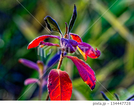 ツツジ科の半落葉低木モチツツジの冬芽 134447728