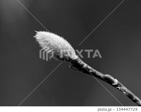 モクレン科コブシの冬芽    花芽 134447729