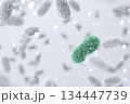 顕微鏡で見たカビと微生物の培養イメージ 細菌とウイルスの研究 134447739