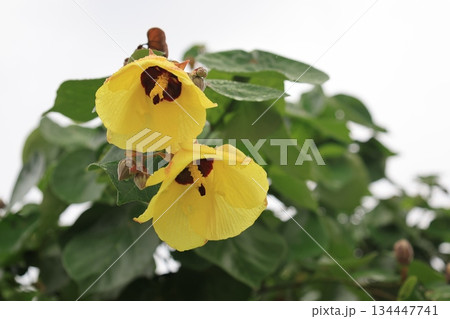 開花した黄色いオオハマボウの花と緑の葉 134447741