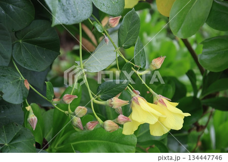 開花した黄色いオオハマボウの花と緑の葉 134447746