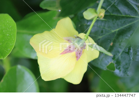 開花した黄色いオオハマボウの花と緑の葉 134447747