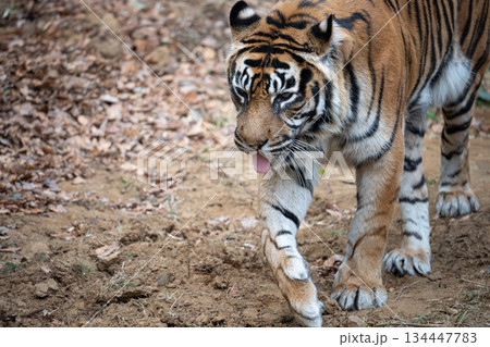 歩くトラ　スマトラトラ 134447783