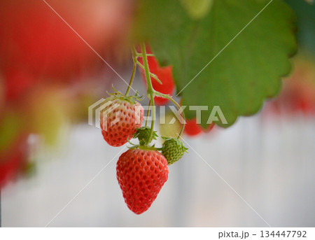 いちご 134447792