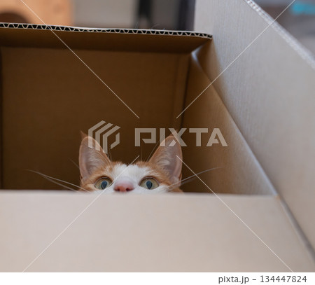 ダンボール箱に入った猫　茶トラ白 134447824