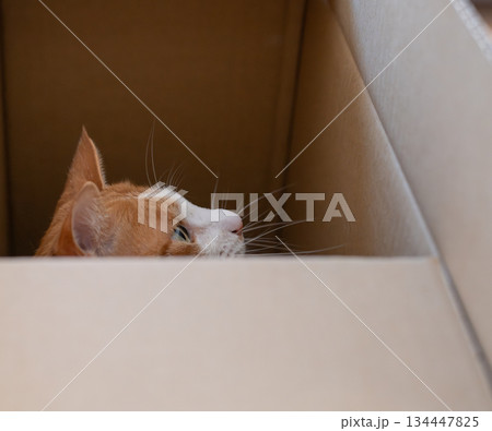 ダンボール箱に入った猫　茶トラ白 134447825
