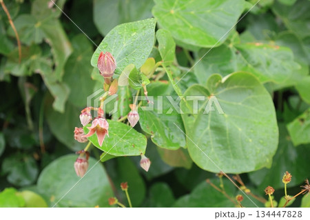 開花前のオオハマボウのツボミ 134447828