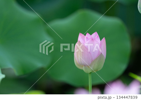 蓮の花 134447839