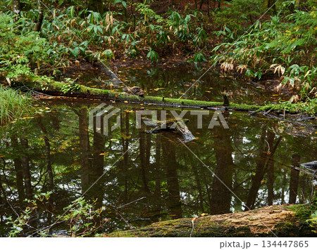 秋の観光名所上高地の原始林と湿原の風景 秋の観光名所上高地の原始林と湿原の風景 134447865