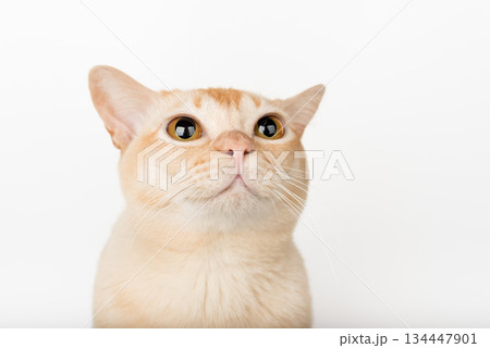 A cat with big eyes looks up. A cat with big eyes looks up. 134447901