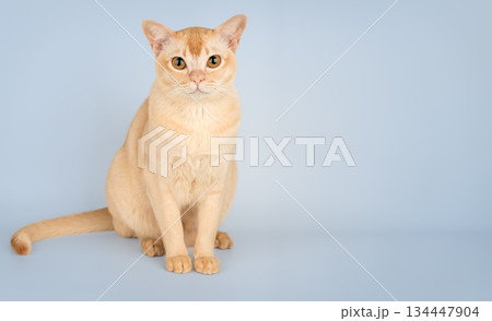 A sitting Burmese cat A sitting Burmese cat 134447904
