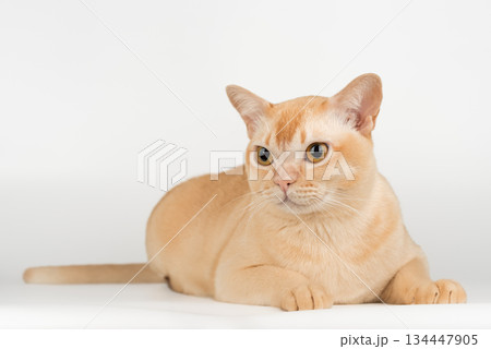 Burmese cream cat in full length Burmese cream cat in full length 134447905