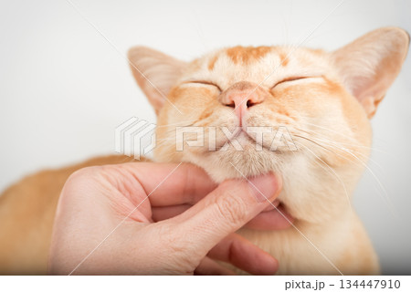A hand stroking a Burmese cat A hand stroking a Burmese cat 134447910