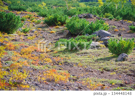 北海道美瑛町 望岳台の草紅葉 北海道美瑛町 望岳台の草紅葉 134448148