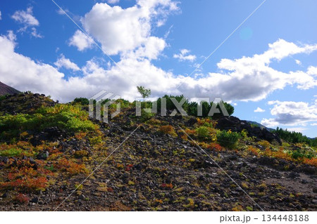 北海道美瑛町 望岳台周辺の草紅葉 北海道美瑛町 望岳台周辺の草紅葉 134448188