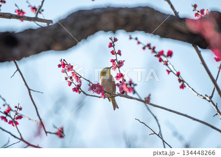 満開の梅とメジロ 134448266