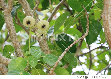 緑色のハスノハギリの実 134448276