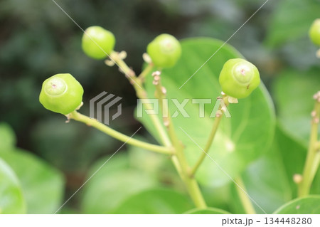 緑色のハスノハギリの実 134448280