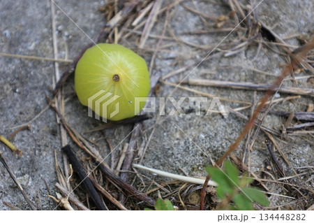 緑色のハスノハギリの実 134448282