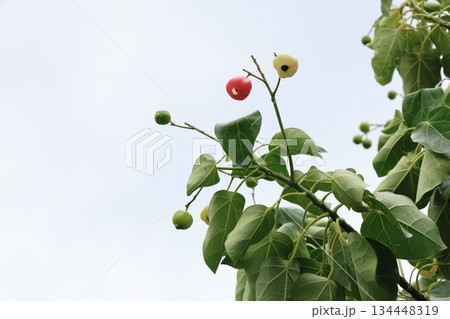 赤と緑のハスノハギリの実 赤と緑のハスノハギリの実 134448319
