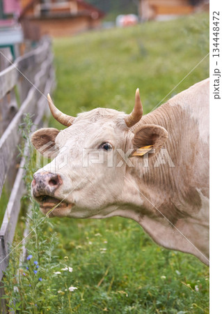 Curious brown cow with horns grazing in pasture near wooden fence on a calm Curious brown cow with horns grazing in pasture near wooden fence on a calm 134448472