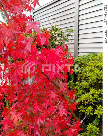 紅葉のある風景　紅葉の和風庭園 134448788
