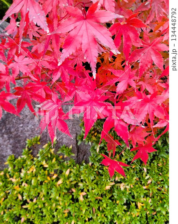 紅葉のある風景 紅葉の和風庭園 紅葉のある風景 紅葉の和風庭園 134448792