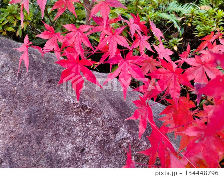 紅葉のある風景　紅葉の和風庭園 134448796