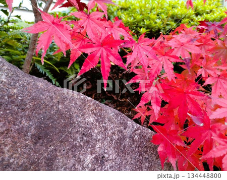 紅葉のある風景　紅葉の和風庭園 134448800