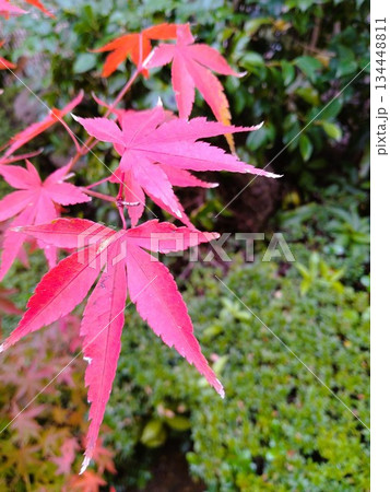 紅葉のある風景　紅葉の和風庭園 134448811