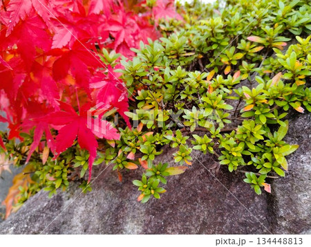 紅葉のある風景　紅葉の和風庭園 134448813