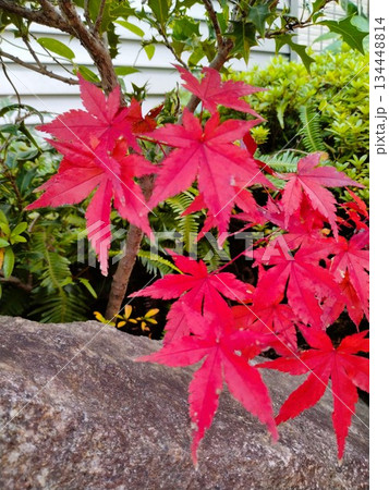 紅葉のある風景　紅葉の和風庭園 134448814