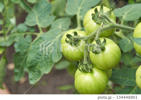 Green tomatoes on vine in garden setting with lush leaves and unripe vegetables 134448901