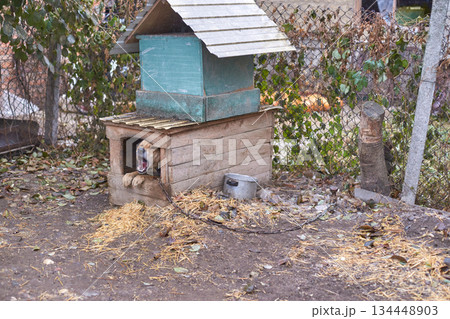 Dog relaxing in wooden outdoor kennel with metal chain in leafy backyard Dog relaxing in wooden outdoor kennel with metal chain in leafy backyard 134448903