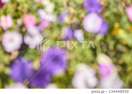 Abstract blurred floral background with vibrant purple and pink flowers in soft Abstract blurred floral background with vibrant purple and pink flowers in soft 134448930