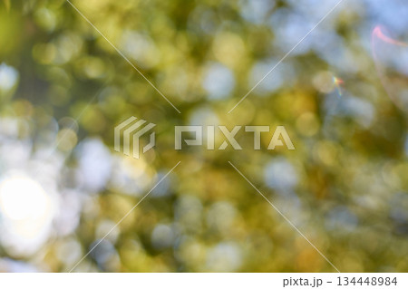 Abstract nature background with bokeh effect of sunlight and green foliage 134448984