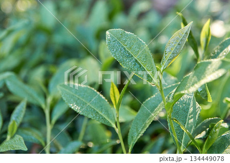 Morning dew on fresh tea leaves in vibrant greenery captured in soft sunlight Morning dew on fresh tea leaves in vibrant greenery captured in soft sunlight 134449078