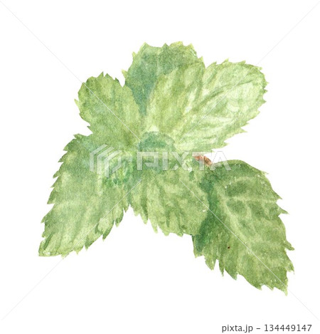 Isolate realistic mint sprig, hand drawn in watercolor on isolated background for menu design and advertising in bakery, confectionery, store, fabric, stickers, dessert design, baking 134449147