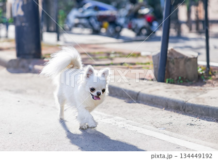 chihuahua in nature 134449192