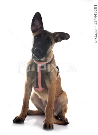 puppy malinois in studio 134449201