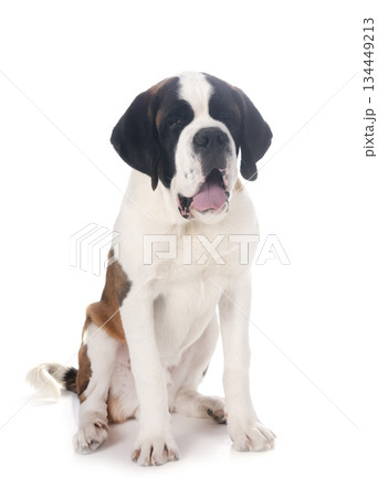 saint bernard in studio 134449213