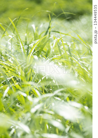 高原の夏草が輝くイメージ (大山鏡ヶ成) 高原の夏草が輝くイメージ (大山鏡ヶ成) 134449535