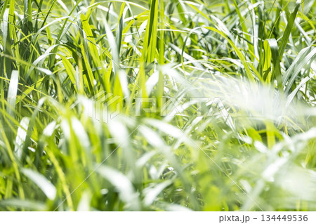 高原の夏草が輝くイメージ (大山鏡ヶ成) 高原の夏草が輝くイメージ (大山鏡ヶ成) 134449536
