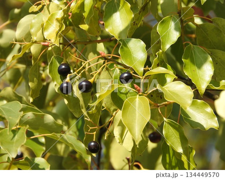 クスノキの実 134449570