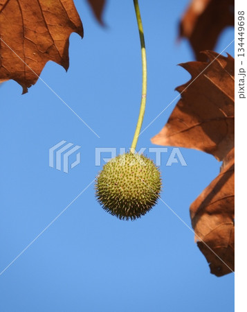 アメリカスズカケノキ（別名：プラタナス）の果実 134449698