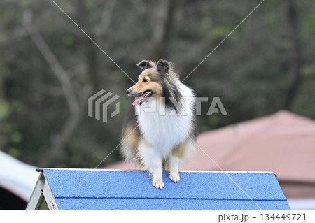 ドッグランで遊ぶシェルティ 134449721