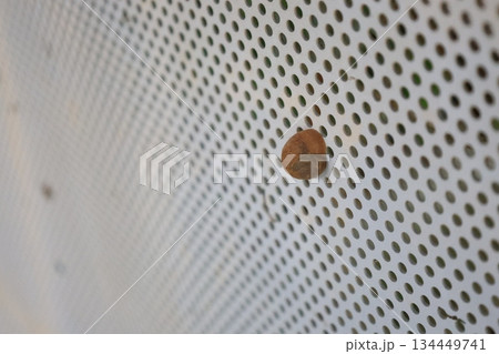 建築物の上にとまるカタツムリ（オキナワウスカワマイマイ） 134449741